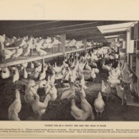 6.41 Hen Illustration.jpg