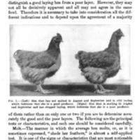 Culling for Eggs and Market Illustration.jpg