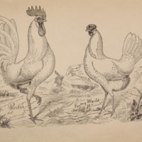 The White Leghorns Illustration.jpg