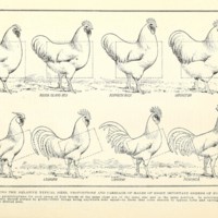 Proportions Males.jpg