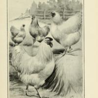 Buff and White Wyandottes.jpg