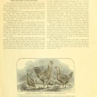 Origin of the Rhode Island Reds 2.jpg