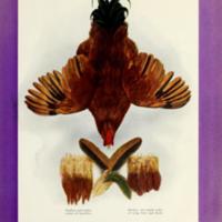 Ideal Colors of Rhode Island Red Male.jpg