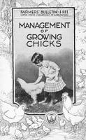 Management of Growing Chicks.jpg