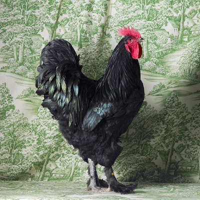 Black Langshan Cockerel