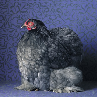 Blue Cochin Bantam Pullet