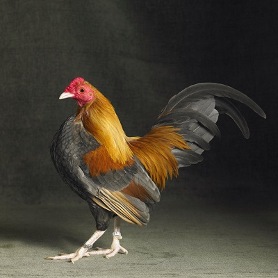 Blue Wheaton Old English Bantam Cock
