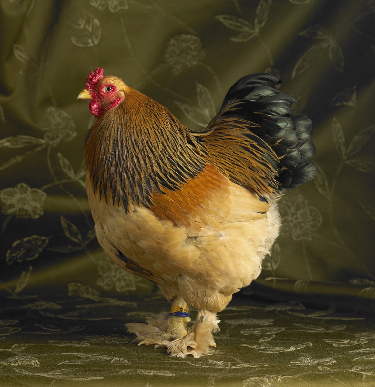 Buff Brahma Bantam Cock