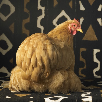 Buff Cochin Bantam Hen