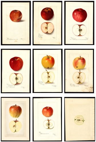 The Apples of New Hampshire