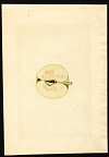 McIntosh variety, 1933 -- James Marion Shull (artist)<br>Specimen from Holderness, Grafton County, NH
