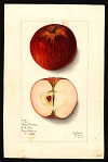 Blue Pearmain variety, 1912 -- Mary Daisy Arnold (artist)<br>Specimen from Derry, Rockingham County, NH
