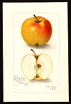 Cranberry Pippin variety, 1908 -- Amanda Almira Newton (artist)<br>Specimen from Wilton, Hillsborough County, NH