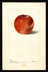 Bethel variety, 1899 -- Deborah Griscom Passmore (artist)<br>Specimen from Durham, Strafford County, NH