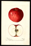 Climax variety, 1902 -- Berta Heiges (artist)<br>Specimen from Westmoreland, Cheshire County, NH