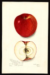 Climax variety, 1903 -- Berta Heiges (artist)<br>Specimen from Westmoreland, Cheshire County, NH