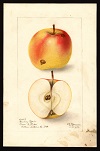 Cranberry Pippin variety, 1908 -- Amanda Almira Newton (artist)<br>Specimen from Wilton, Hillsborough County, NH
