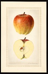 Delicious variety, 1924 -- Charles Royal Steadman (artist)<br>Specimen from Lancaster, Coos County, NH