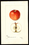 Bethel variety, 1899 -- Deborah Griscom Passmore (artist)<br>Specimen from Durham, Strafford County, NH