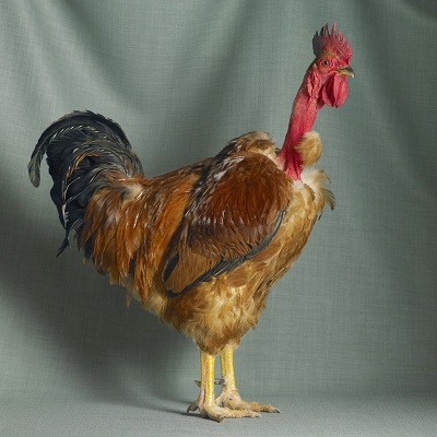 Red Naked Neck Large Fowl Cock