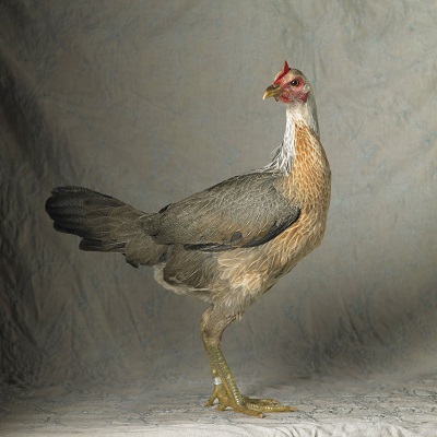 Silver Duckwing Modern Game Large Fowl Hen