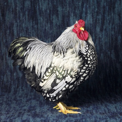 Silver Laced Wyandotte Bantam Cock