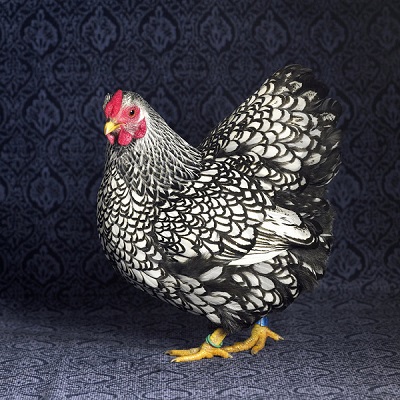 Silver Laced Wyandotte Bantam Hen