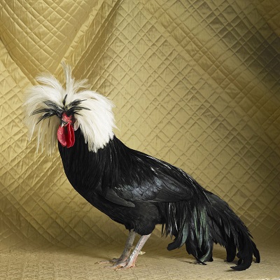 White Crested Black Polish Cock