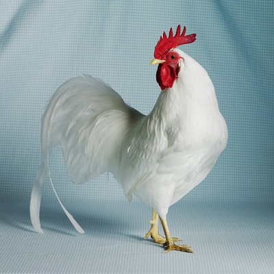 White Leghorn Bantom Cock