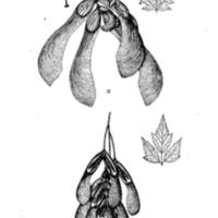 Tree Planting on Rural School Grounds Seeds and Leaves.jpg
