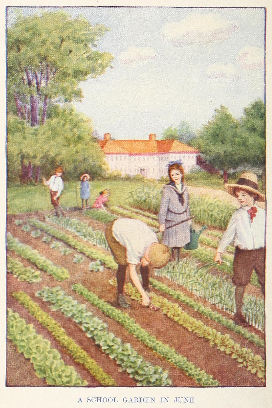 A school garden in June