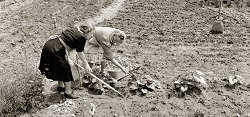 a victory garden