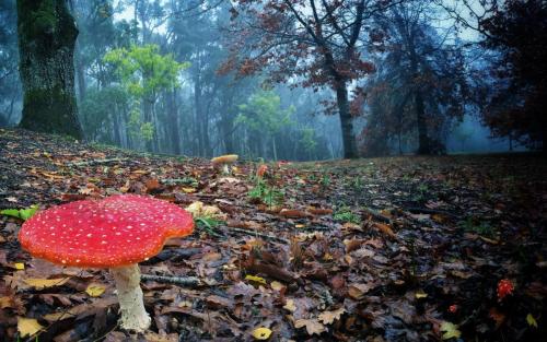 Figure-3.2 Image of a mushroom growing in a forest